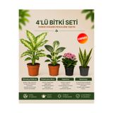 gardenkoala Difenbahya Çeşit – Philodendron Birkin – Kalanşo – Sansevieria – 4'lü Bitki Seti
