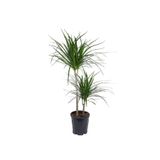 gardenkoala Dracena Marginata Çift Gövdeli – Dracena Marginata – 15-30 cm, 17 cm Saksı