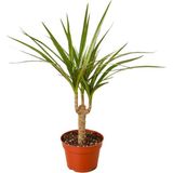 gardenkoala Dracena Marginata – Dracaena Marginata – 12 cm Saksı
