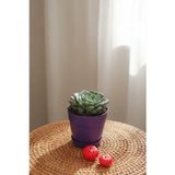 Gardenkoala Echeveria 'Blue Prince'