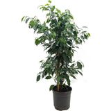 Gardenkoala Ficus Benjamin – Ficus benjamina ‘Danielle' – 19 cm Saksı