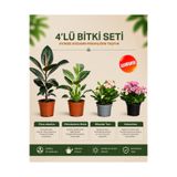 gardenkoala Ficus Elastica – Philodendron Birkin – Dikenler Tacı – Kalanchoe 4'lü Bitki Seti