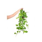 gardenkoala Filodendron Brasil Askılı – Philodendron hederaceum – 15 cm Saksı