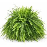 gardenkoala Fujer – Aşk Merdiveni – Nephrolepis exaltata – 21 cm Askılı Saksı