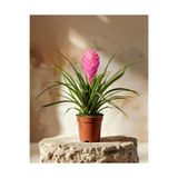 gardenkoala Hava Bitkisi – Tillandsia 8.5 cm Saksı