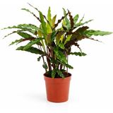 Gardenkoala Kalatya Rufibarba – Calathea Rufibarba – 12 cm Saksı