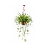 gardenkoala Kurdele Çiçeği – Chlorophytum comosum Askılı Saksı