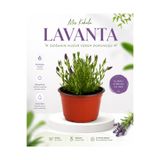 gardenkoala Lavanta Fidesi – Lavandula – 12 cm Saksı