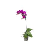 Gardenkoala Mini Orkide Tek Dal – Phalaenopsis Mini
