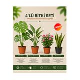 gardenkoala Monstera – Strarliçe – Mini Gül - Sansevieria Superba – 4'lü Bitki Seti