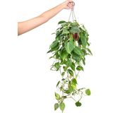 Gardenkoala Patos Askılı – Epipremnum aureum – 15 cm Saksı