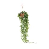 gardenkoala Sarmaşık Askılı – Hedera helix – 15 cm Saksı