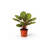 Gardenkoala Tavuskuşu Kalatya – Calathea makoyana – 12 cm Saksı