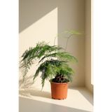 Gardenkoala Tül Kuşkonmaz( Asparagus Setaceus)