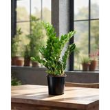 gardenkoala Zamia Bitkisi – Zamioculcas zamiifolia – 12 cm Saksı