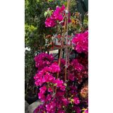 GARDENLİFEBOTANİK Begonvil canlı bitki