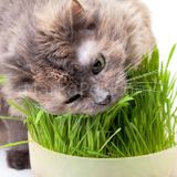 Gardenmix Neo Pet Market Garden Mix Kedi Çimi