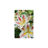 Gardenya 2 Lilyum (Zambak) Çiçek Soğanı - Beyaz ve Sarı Renkli, Hızlı Büyüme Özelliği ile Bahçeniz İçin Uygun