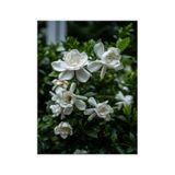 Gardenya Çiçeği 30 50 Cm 1 Adet Saksılı/ Tüplü Çiçekli Bahçe Bitkisi Balkon Gardenia