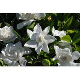 Gardenya Çiçeği Fidanı 10-20 cm