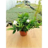 Gardenya Çiçeği Gardenia Jasminoides Fidanı 10-20 cm