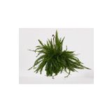 Gardenya Çiçekçilik Aşk Merdiveni Askılı Nephrolepis 30-40 Cm