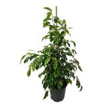 Gardenya Çiçekçilik Ficus Benjamin Anastasia 80-100 Cm