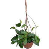 Gardenya Çiçekçilik Mum Çiçeği Kokulu Hoya Carnosa