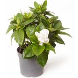 Gardenya Jasminoides Kokulu Gardenya Ev ve Ofis Bitkisi 30 cm 1.kalite
