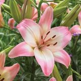 Gardenya Kokulu 2 Soft Renk Zambak (Lilyum) Çiçek Soğanı - Hızlı Büyüme ve Güzel Görünüm