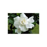 Gardenya ( Kokulu ) Parfüm Çiçeği Fidanı ( Tüplü )