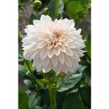 Gardenya Tohumculuk 1 Adet Beyaz Kaktüs Yıldız (Dahlia) Çiçek Soğanı