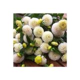 Gardenya Tohumculuk 1 Adet Beyaz Ponpon Yıldız (Dahlia) Çiçek Soğanı