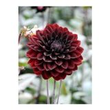 Gardenya Tohumculuk 1 Adet Bordo Renk Dekoratif Yıldız (Dahlia) Çiçek Soğanı