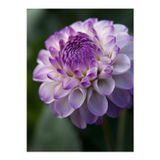 GARDENYA TOHUMCULUK 1 Adet Geçiş Lila Ponpon Dahlia (yıldız) Çiçek Soğanı