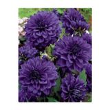 Gardenya Tohumculuk 1 Adet Lacivert Kaktüs Yıldız (Dahlia) Çiçek Soğanı