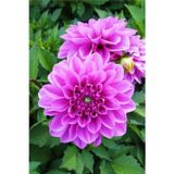 Gardenya Tohumculuk 1 Adet Lila Dekoratif Yıldız (Dahlia) Çiçek Soğanı