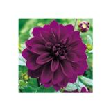 GARDENYA TOHUMCULUK 1 Adet Mor Renk Dekoratif Yıldız (dahlia) Çiçek Soğanı
