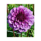 Gardenya Tohumculuk 1 Adet Mor Yıldız (Dahlia) Çiçek Soğanı