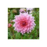 Gardenya Tohumculuk 1 Adet Pudra Renk Yıldız (Dahlia) Çiçek Soğanı