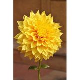 GARDENYA TOHUMCULUK 1 Adet Sarı Yıldız Çiçek Soğanı