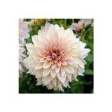 Gardenya Tohumculuk 1 Adet Soft Renk Kaktüs Yıldız (Dahlia) Çiçek Soğanı