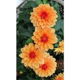 GARDENYA TOHUMCULUK 1 Adet Turuncu Yıldız Çiçek Soğanı