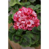 GARDENYA TOHUMCULUK 10 Adet Iki Renk Sakız Sardunya Çiçek Tohumu