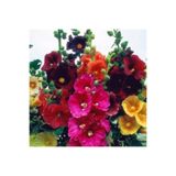 GARDENYA TOHUMCULUK 10 Adet Karışık Renkli Gül Hatmi Çiçeği Tohumu
