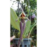GARDENYA TOHUMCULUK 10 Adet Kraliçe Orkide Çiçek Tohumu