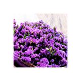 GARDENYA TOHUMCULUK 10 Adet Mor Renkli Deniz Lavantası Çiçeği Tohumu