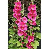 GARDENYA TOHUMCULUK 10 Adet Pembe Renkli Gül Hatmi Çiçeği Tohumu