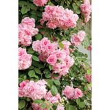 GARDENYA TOHUMCULUK 10 Adet Pembe Renkli Yediveren Kokulu Sarmaşık Gül Tohumu