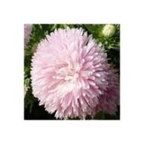 GARDENYA TOHUMCULUK 10 Adet Soft Pembe Renkli Ingiliz Papatyası Çiçeği Tohumu